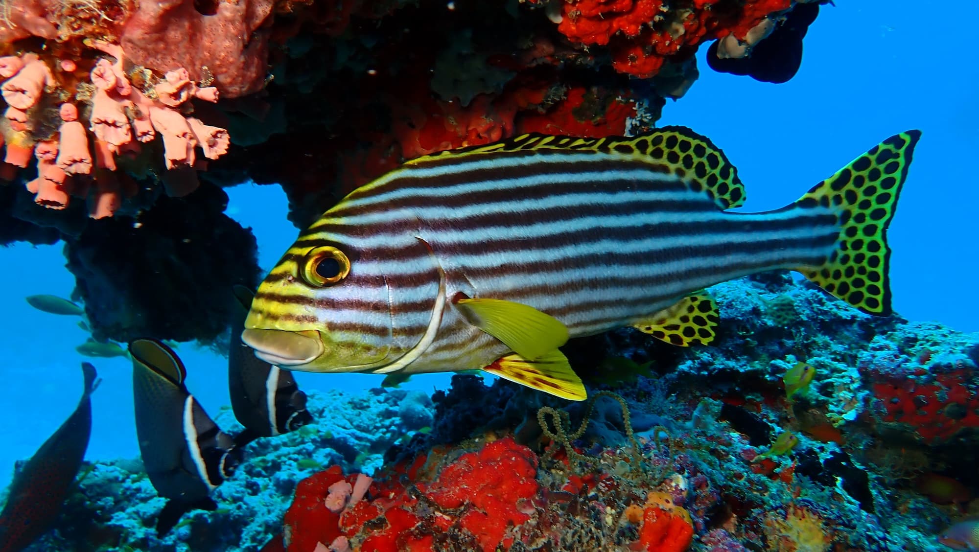 Oriental sweetlips
