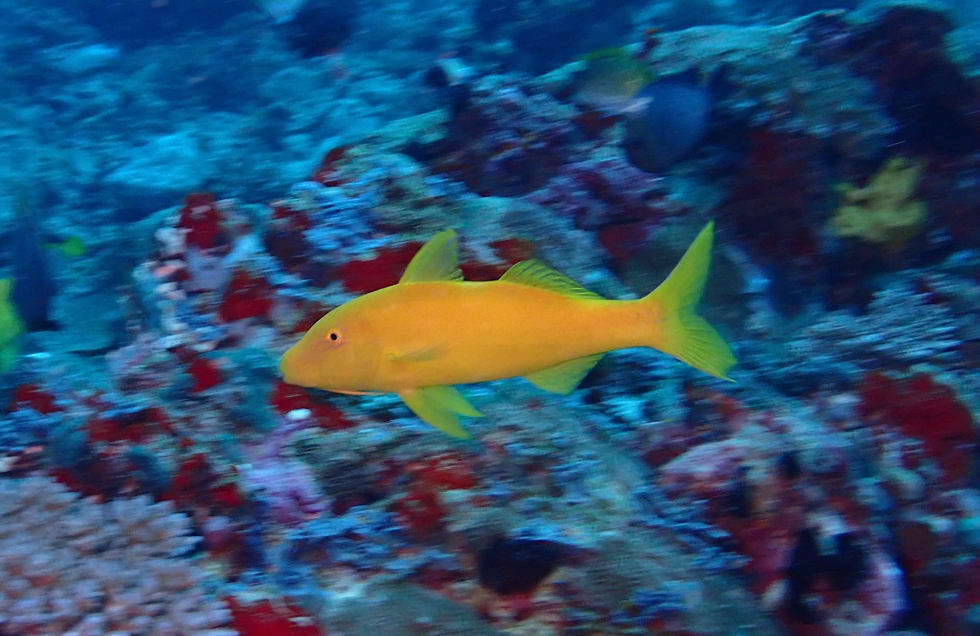 Yellow goatfish