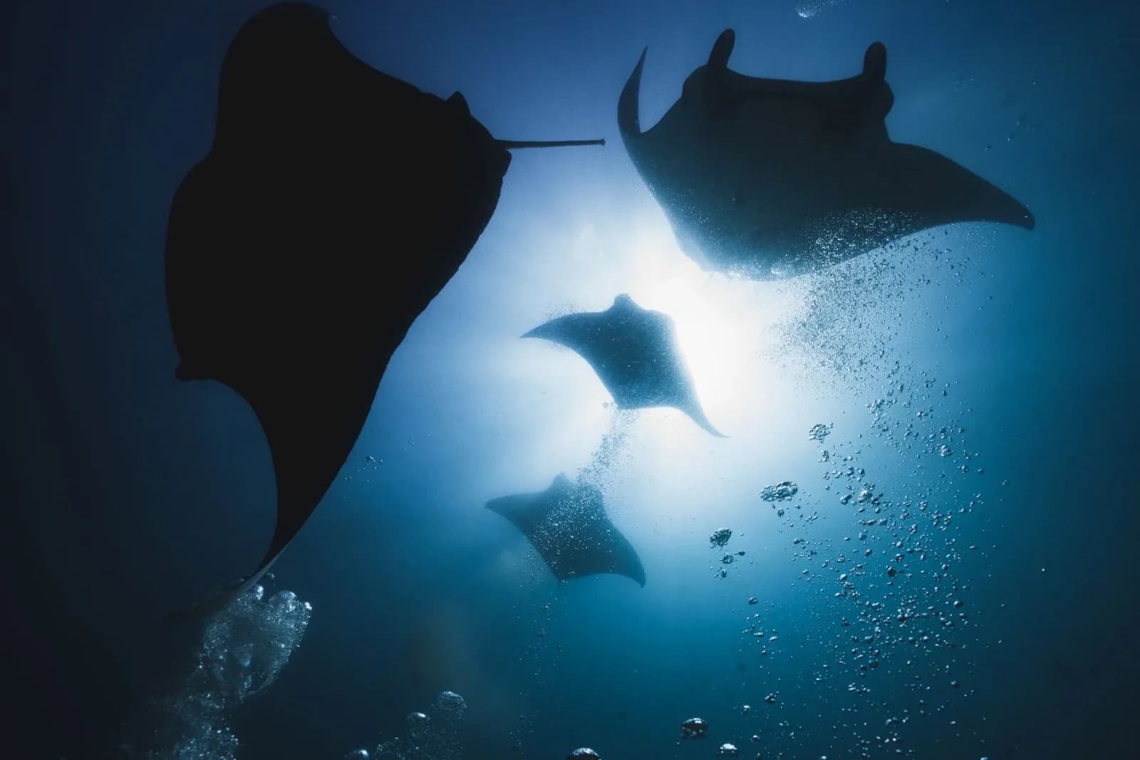 Manta Nomad Divers