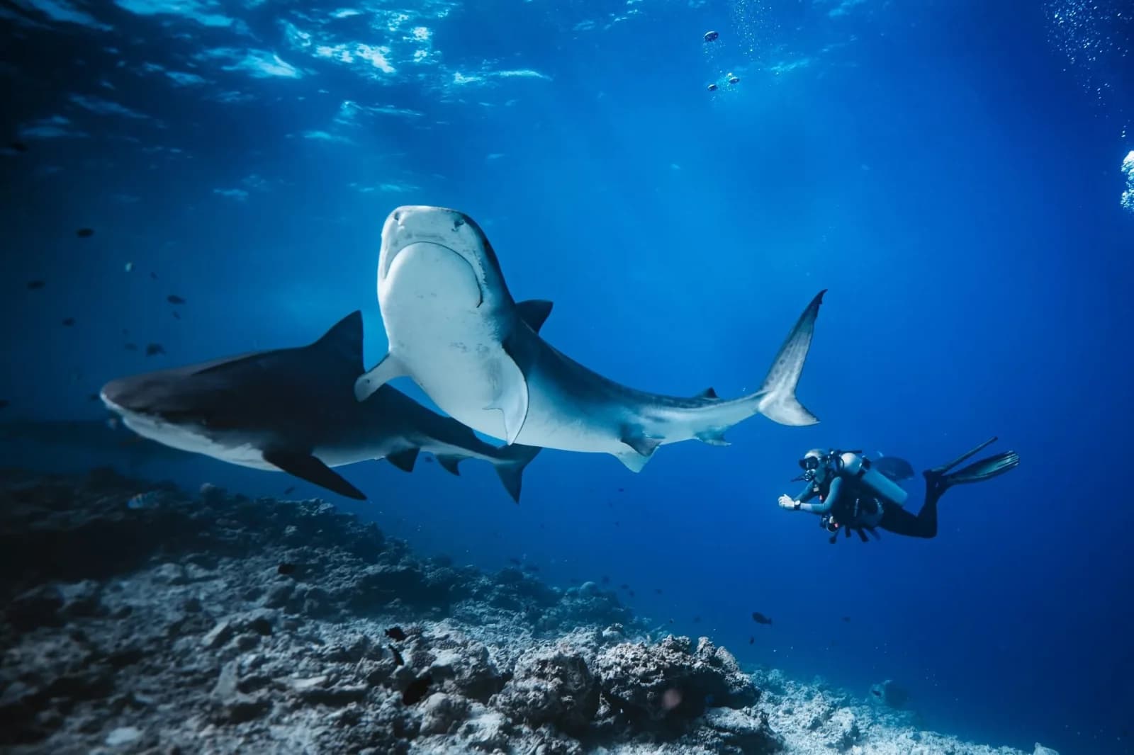 Pelagic Divers Fuvahmulah