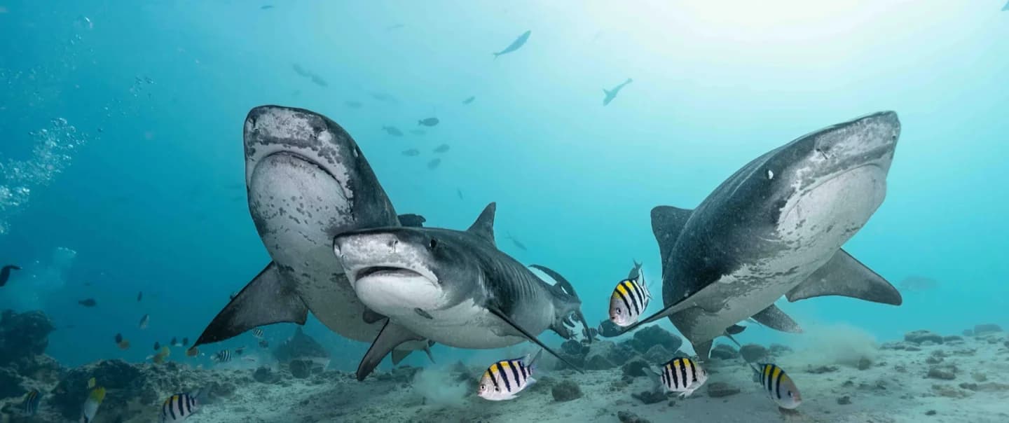 Fuvahmulah Dive School