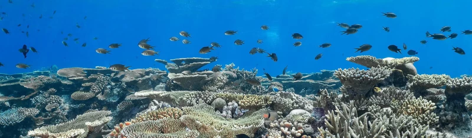 Divers Lodge Fulidhoo