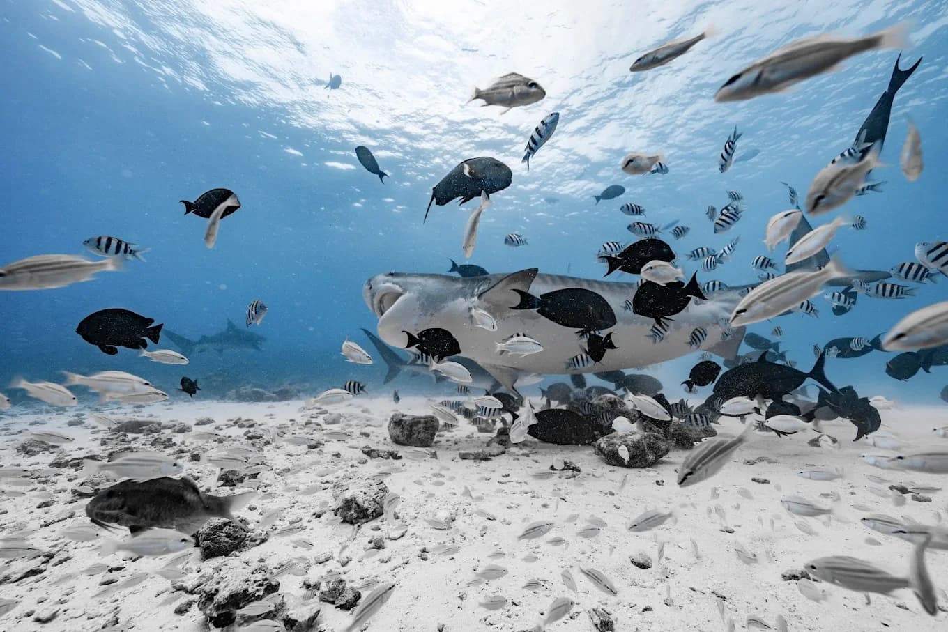 Tiger Shark Residence & Dive