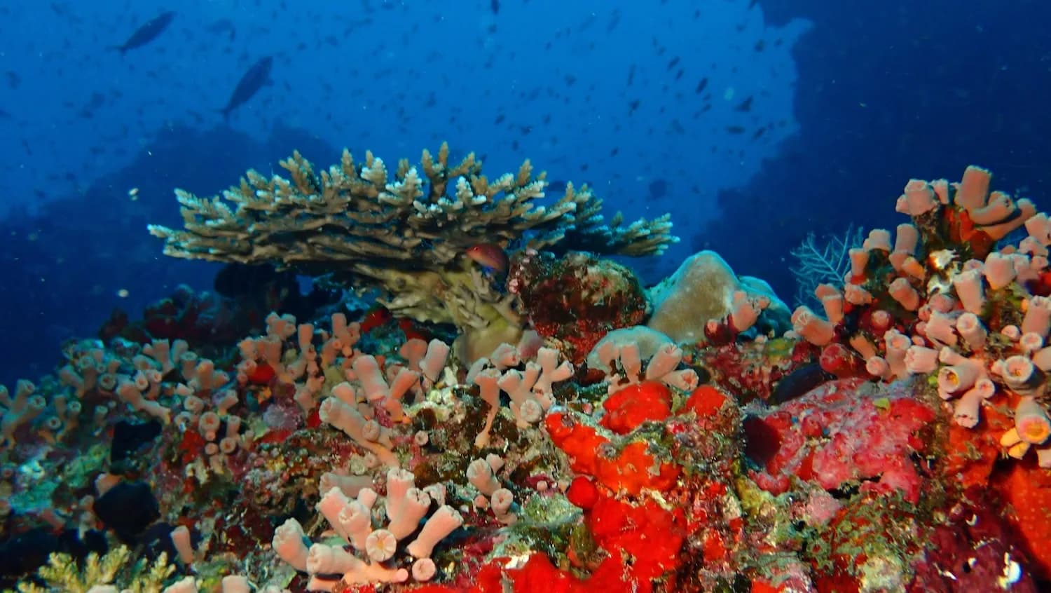 Banana Reef