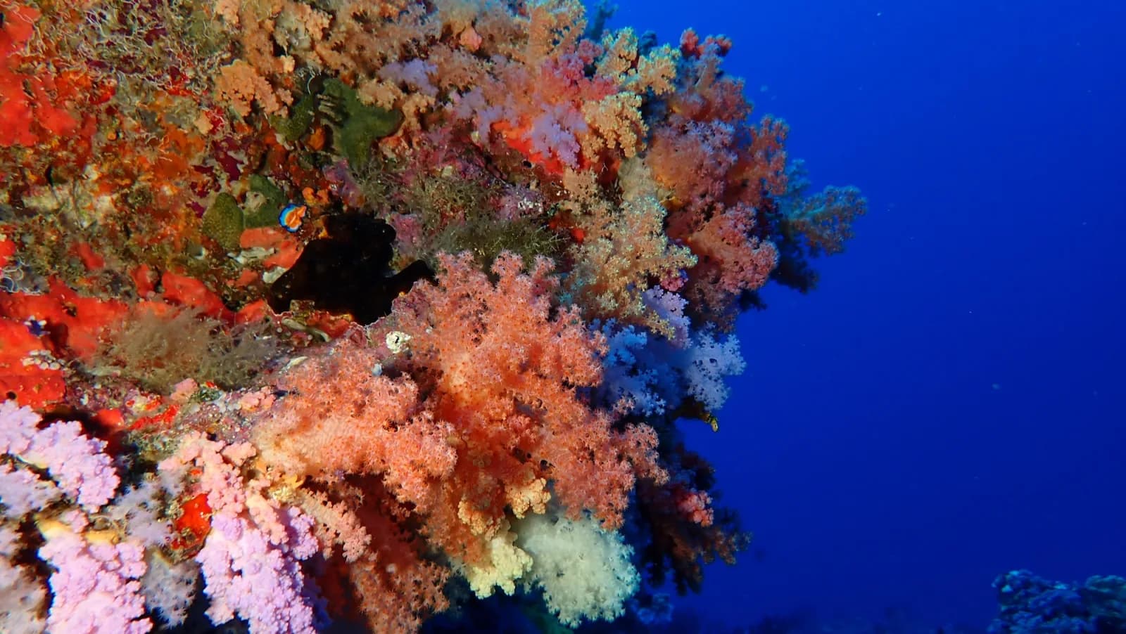 HP Reef