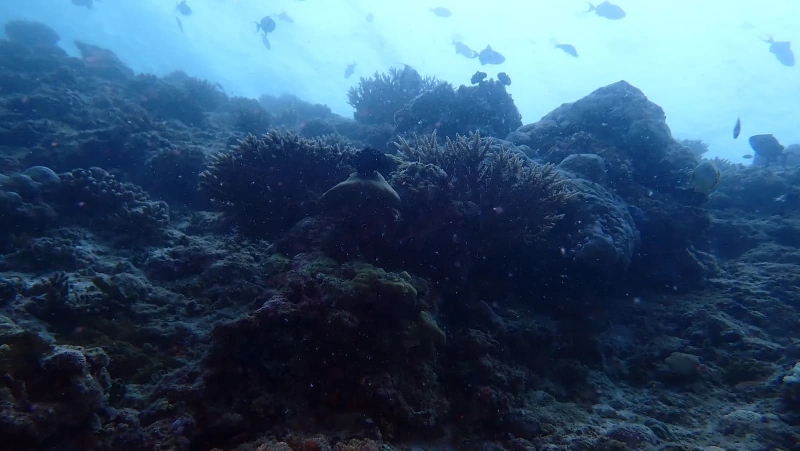 Bandos House Reef