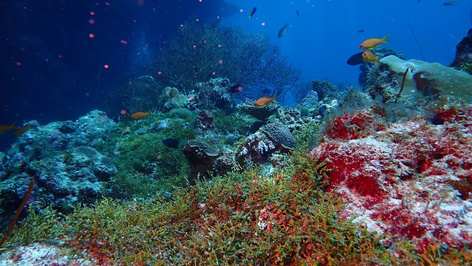 Emboodhoo Canyon