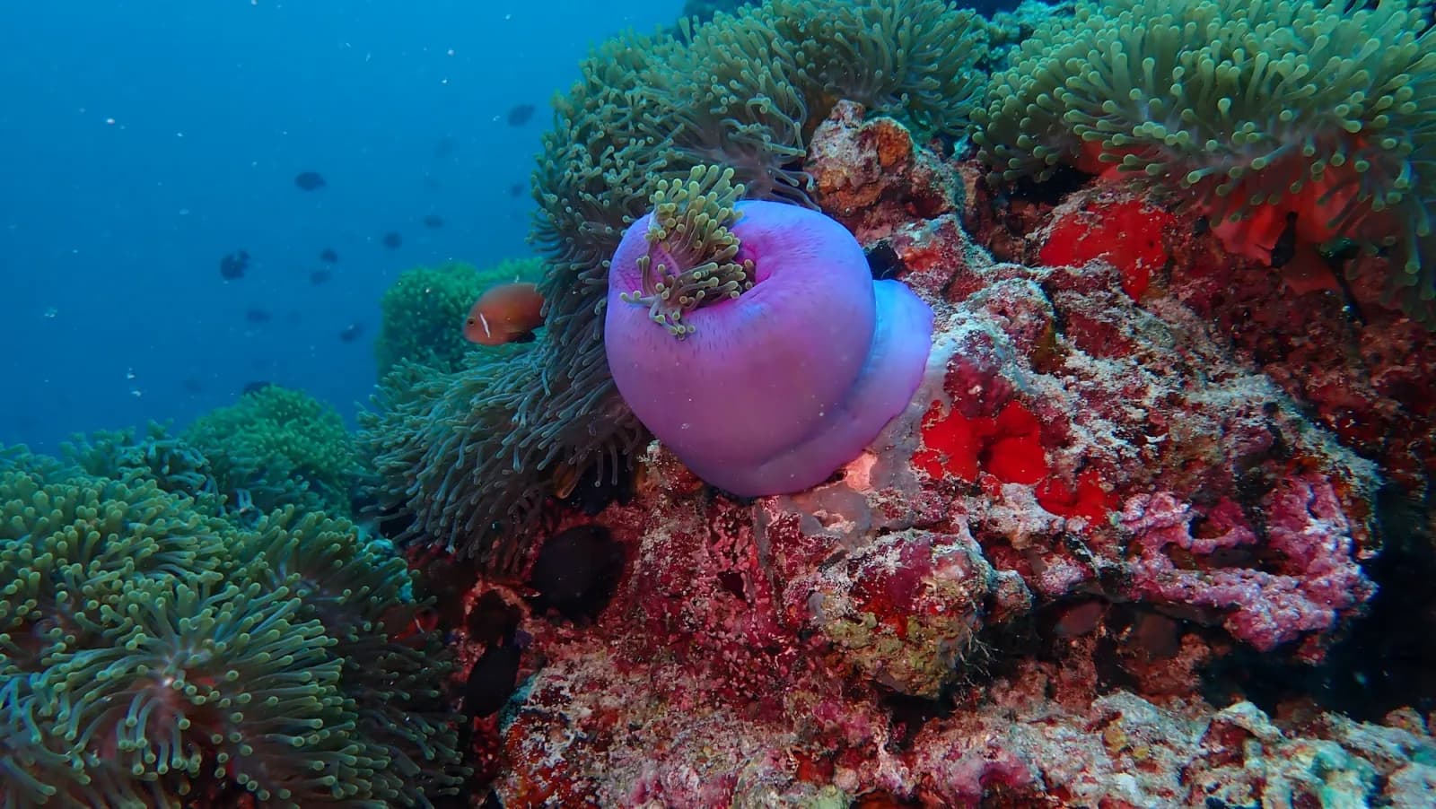 Maagiri Reef