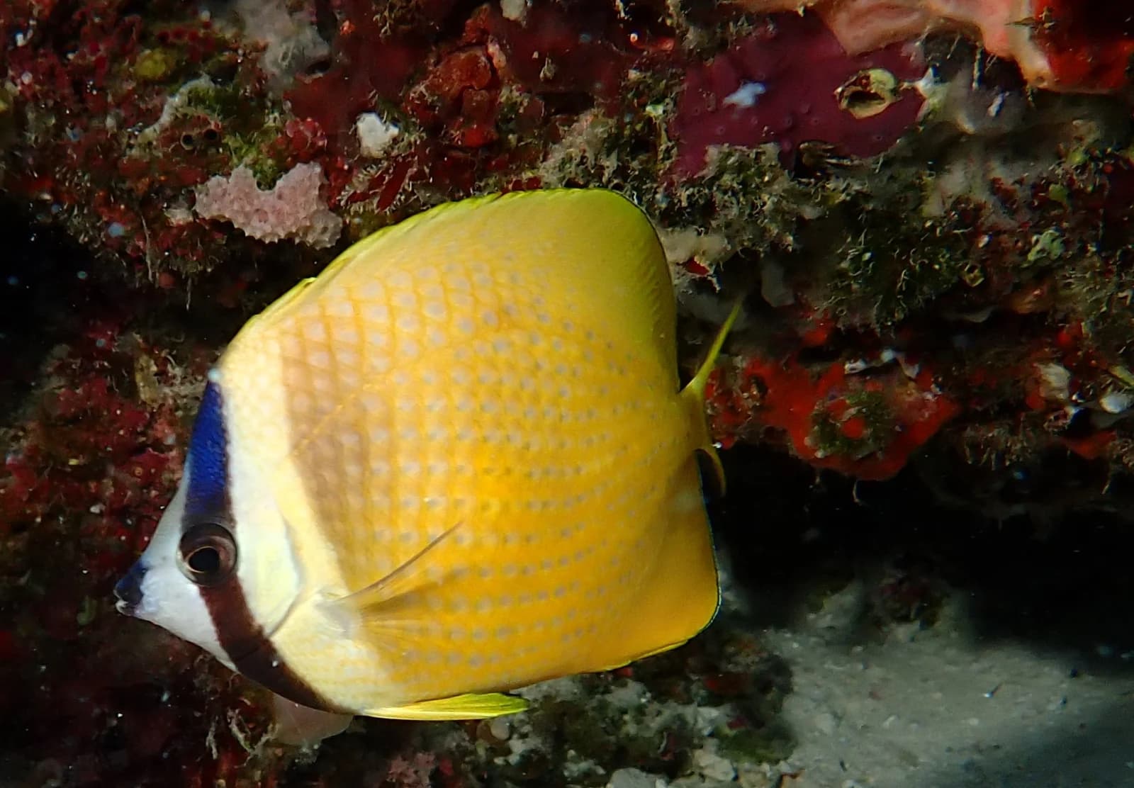 Klein's butterflyfish