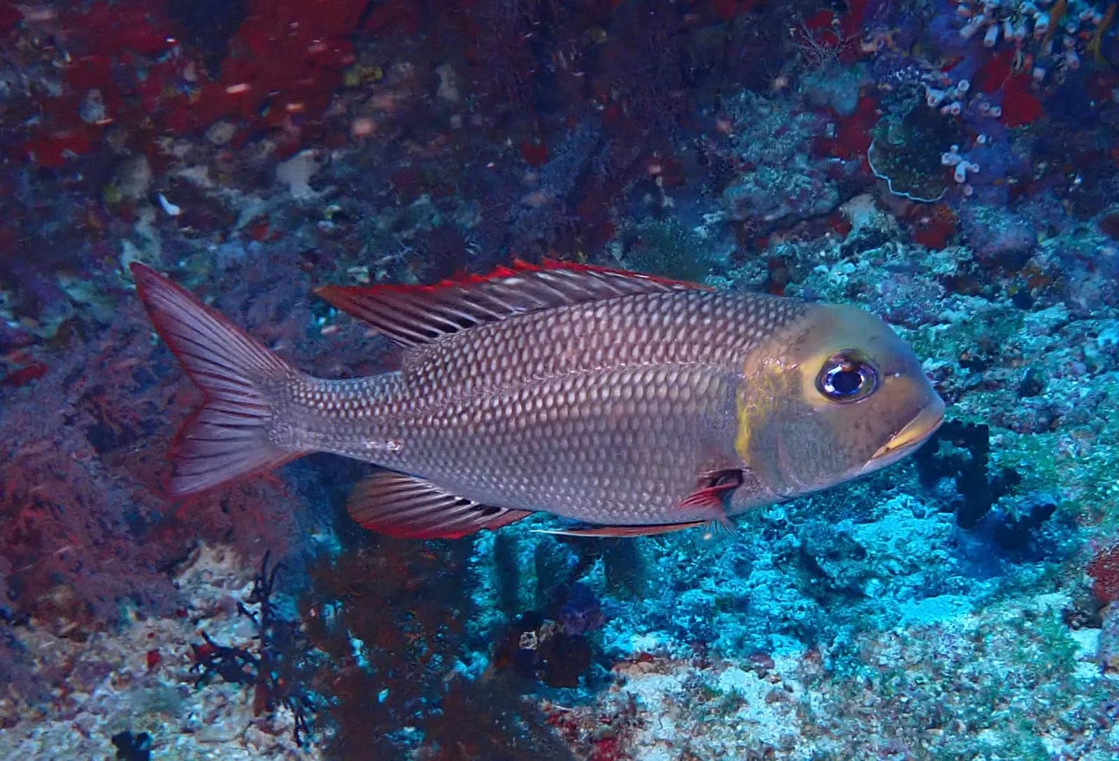 Humpnose big-eye bream