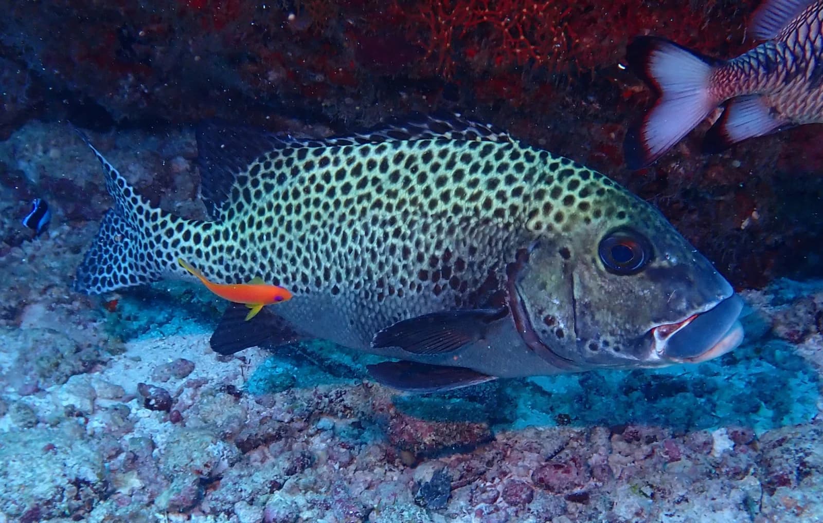 Harlequin sweetlips