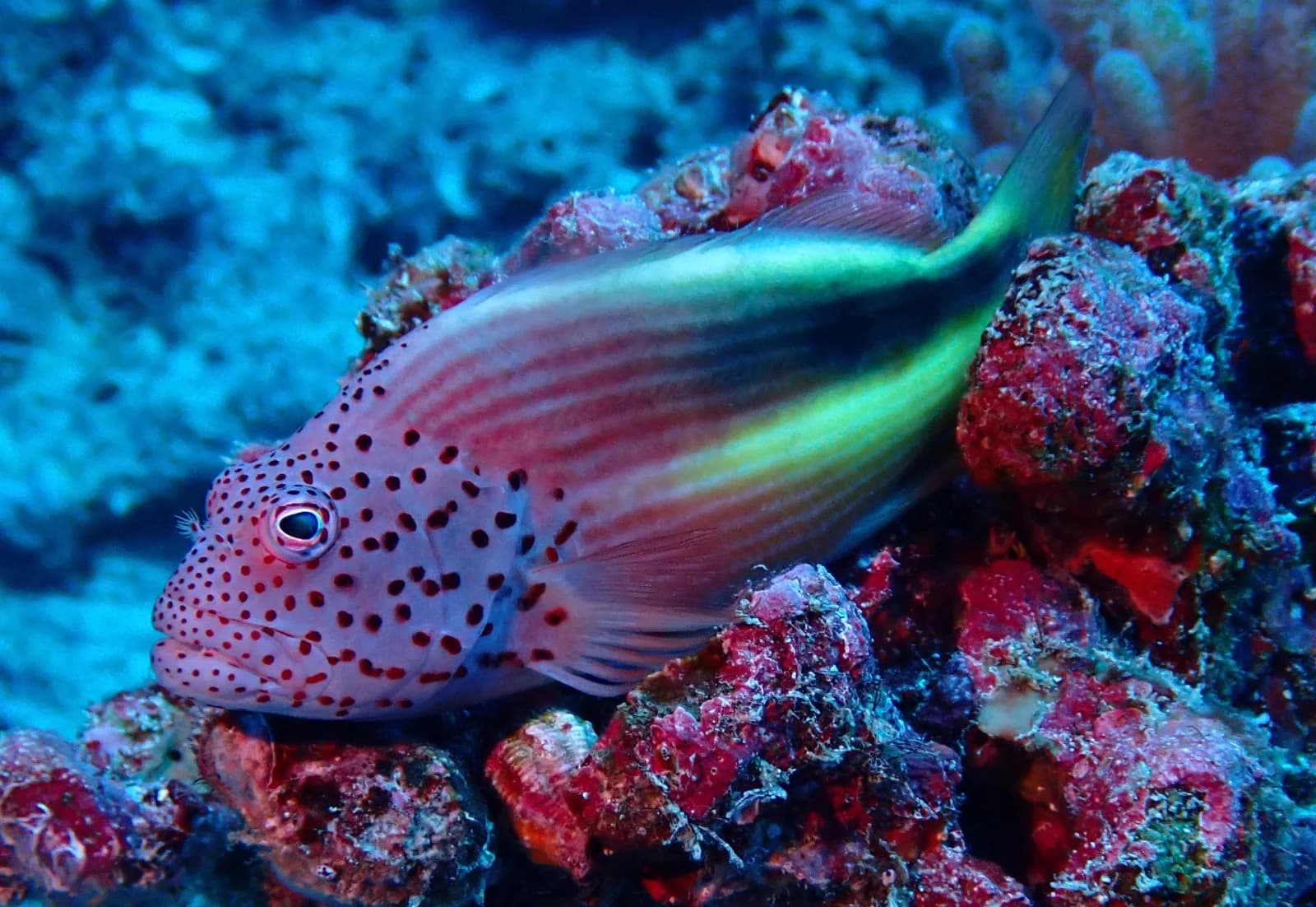 Black side hawkfish