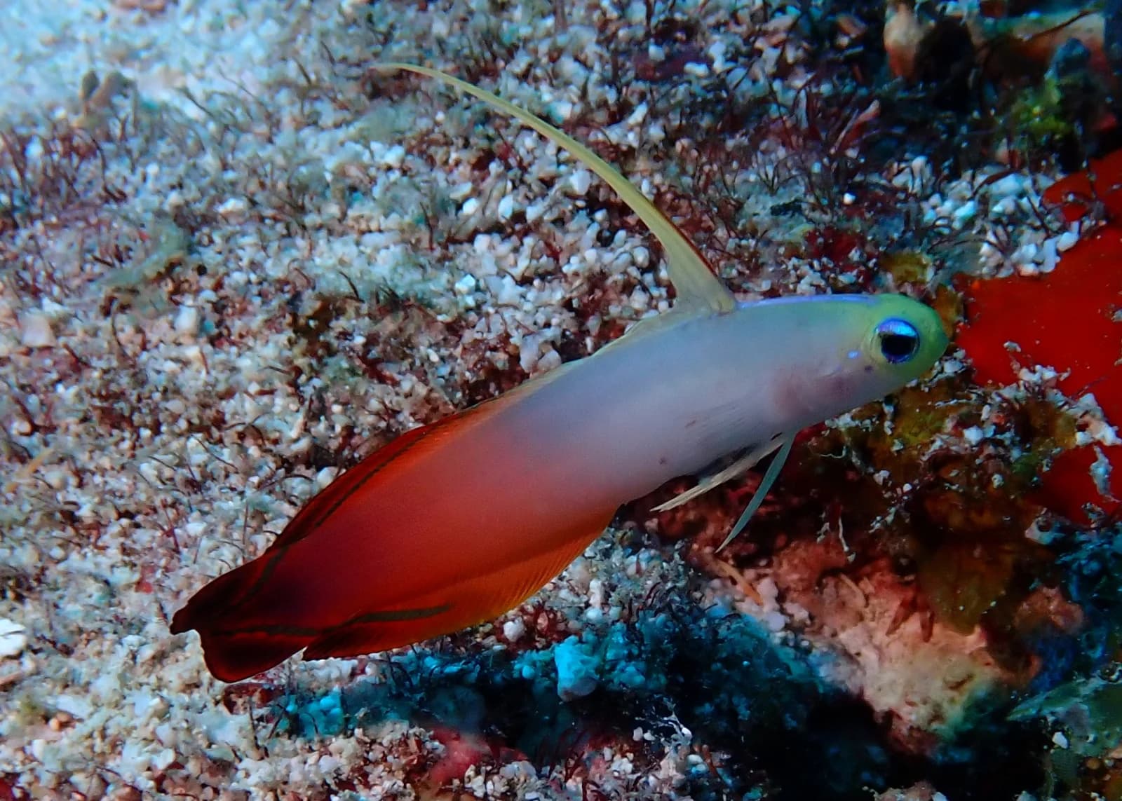 Fire dartfish