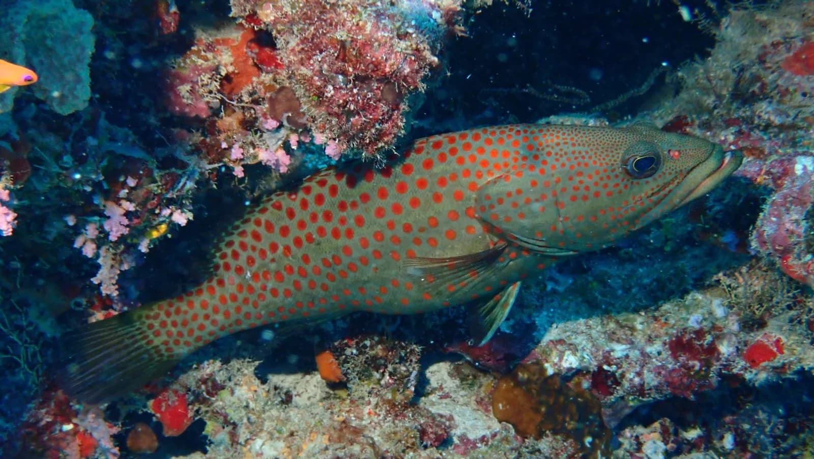 Slender grouper