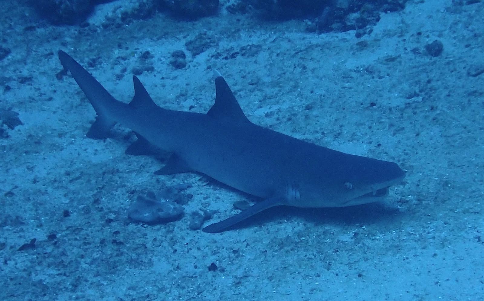 Whitetip reef shark