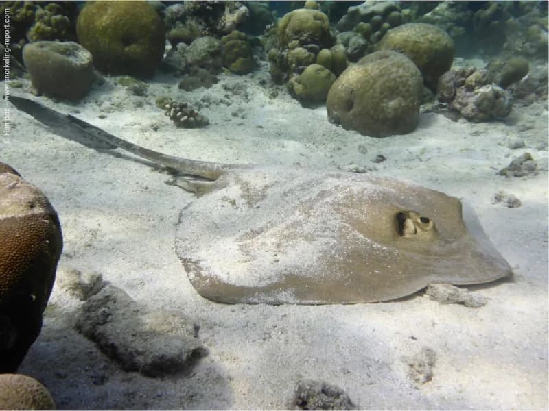 Cowtail Stingray