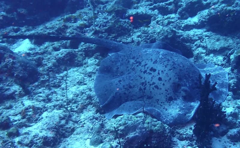 Blotched Fantail Ray
