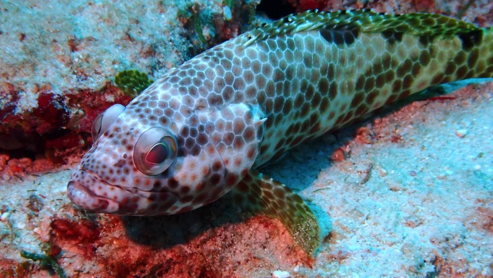 Foursaddle grouper