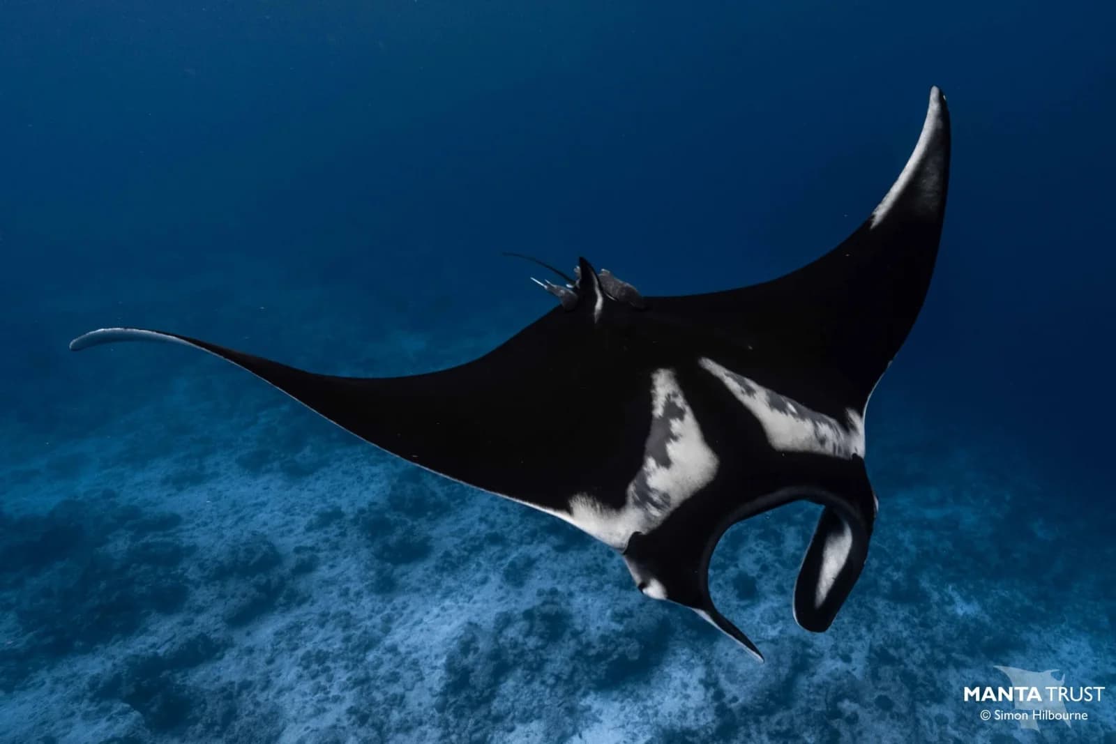 Oceanic Manta Ray
