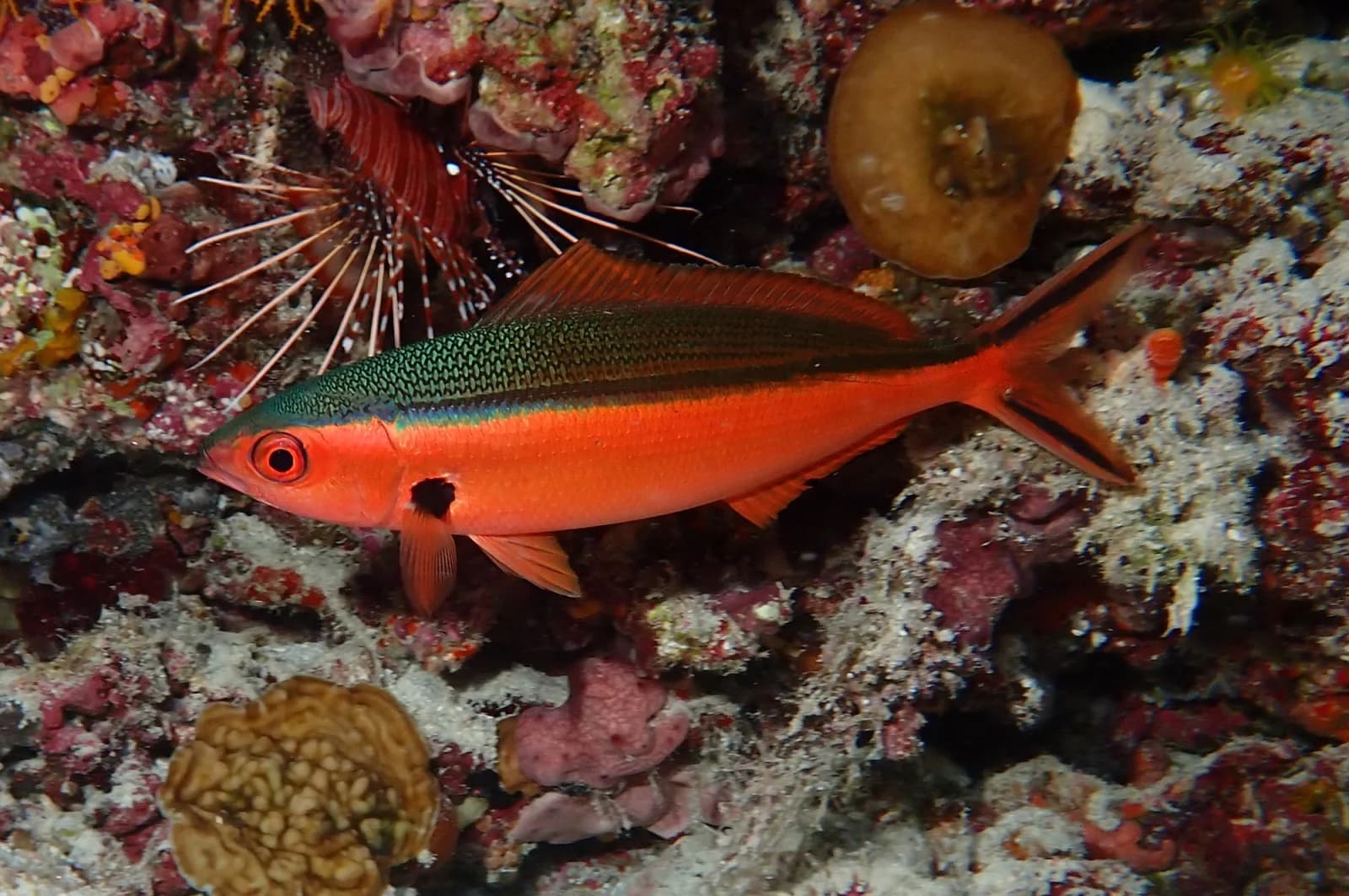 Dark-banded fusilier