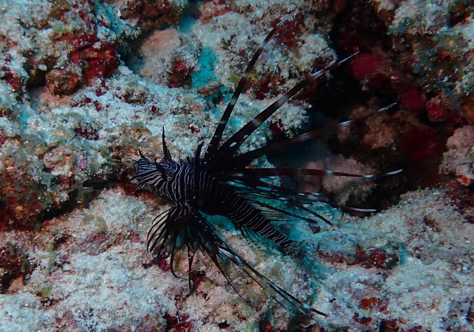 Indian lionfish, Devil firefish