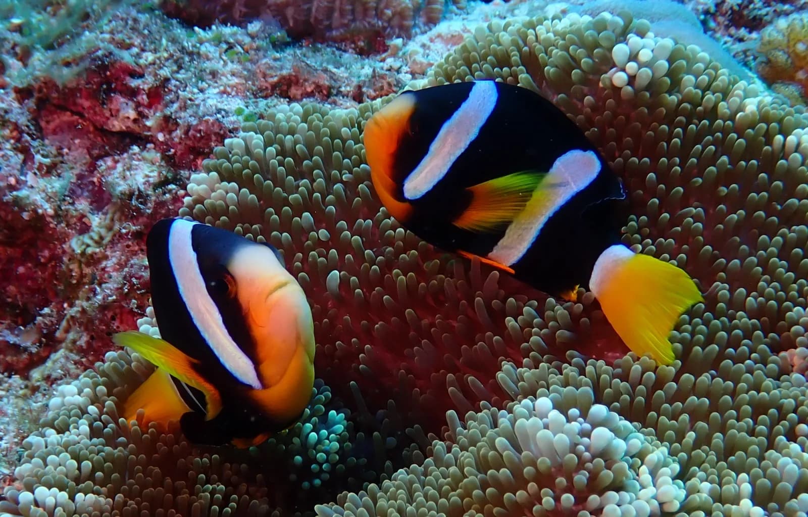 Clark's anemonefish