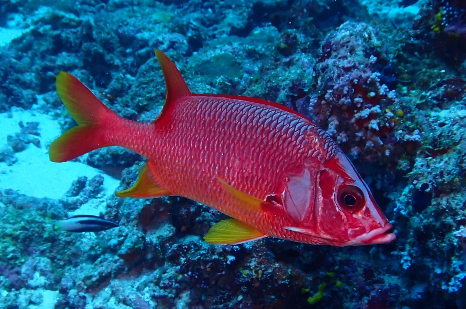 Sabre squirrelfish