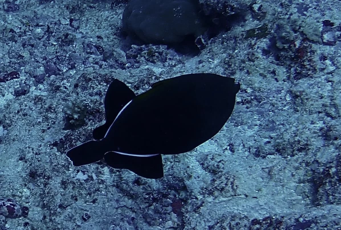 Black triggerfish