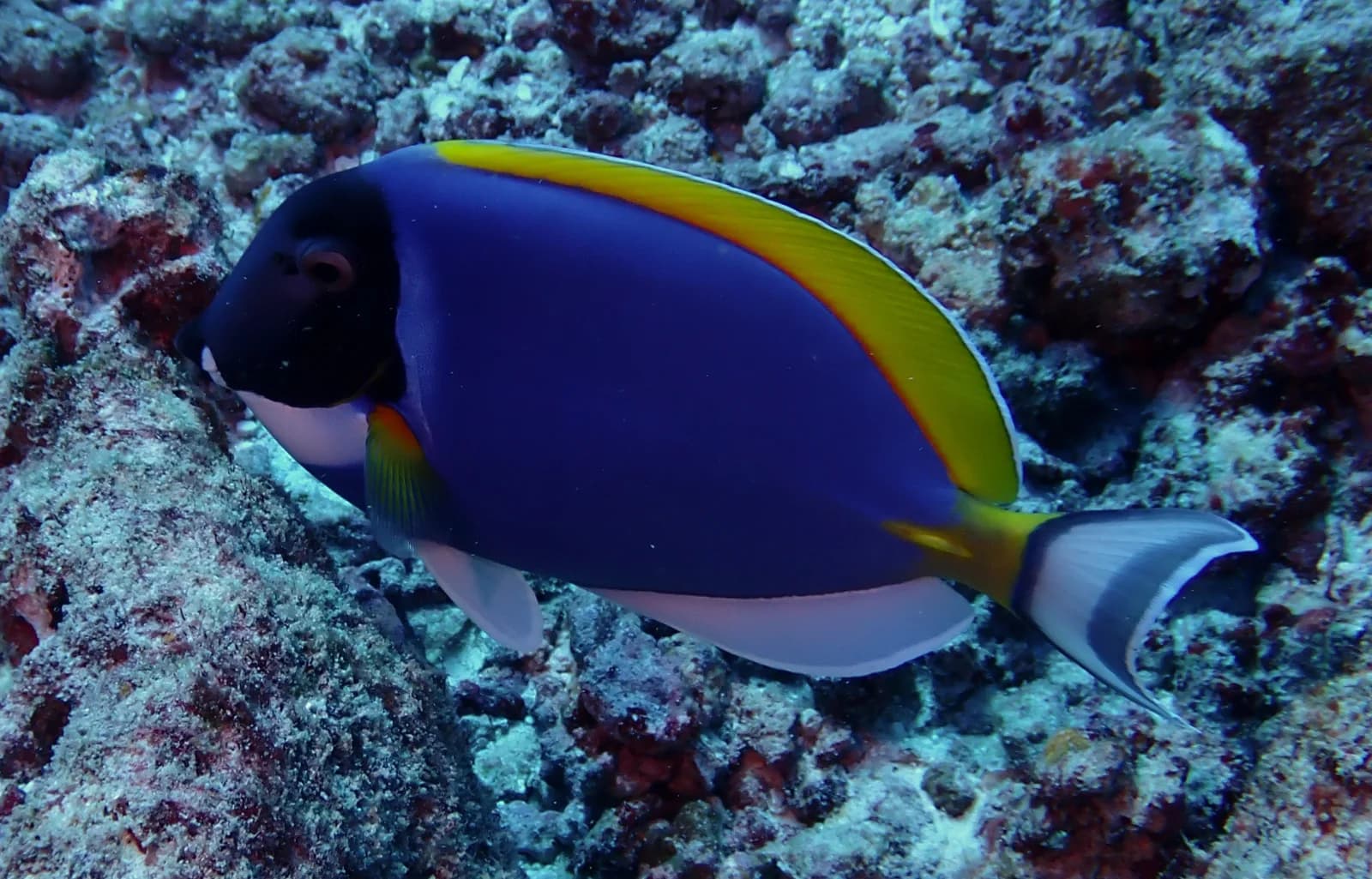 Powder Blue Tang
