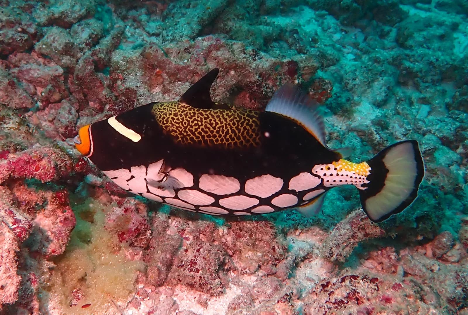 Clown triggerfish