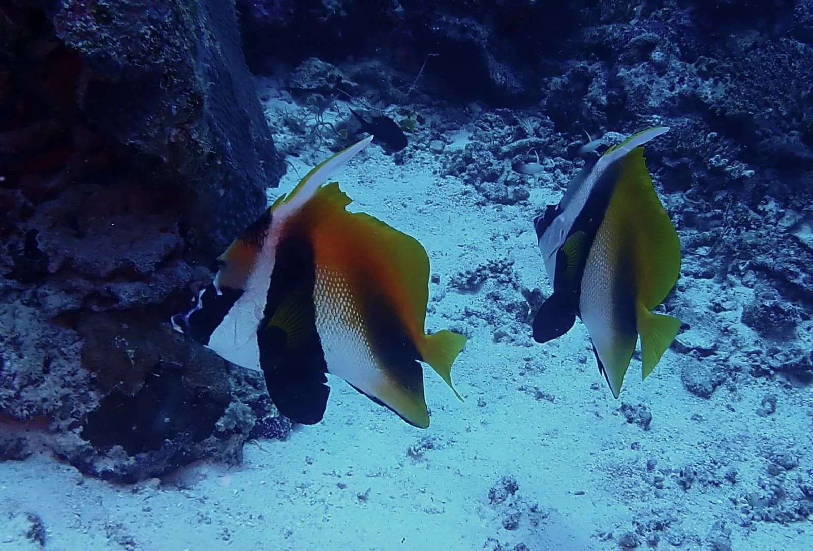 Masked bannerfish