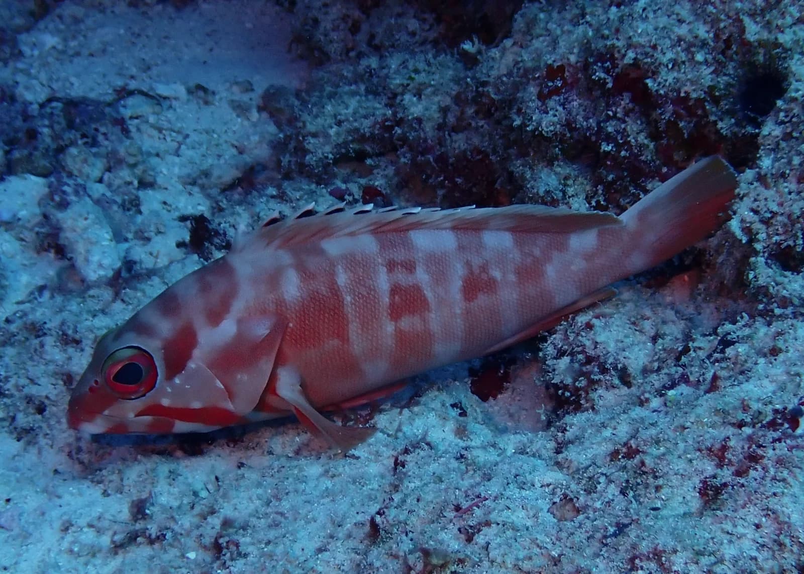 Blacktip grouper, Red banded grouper