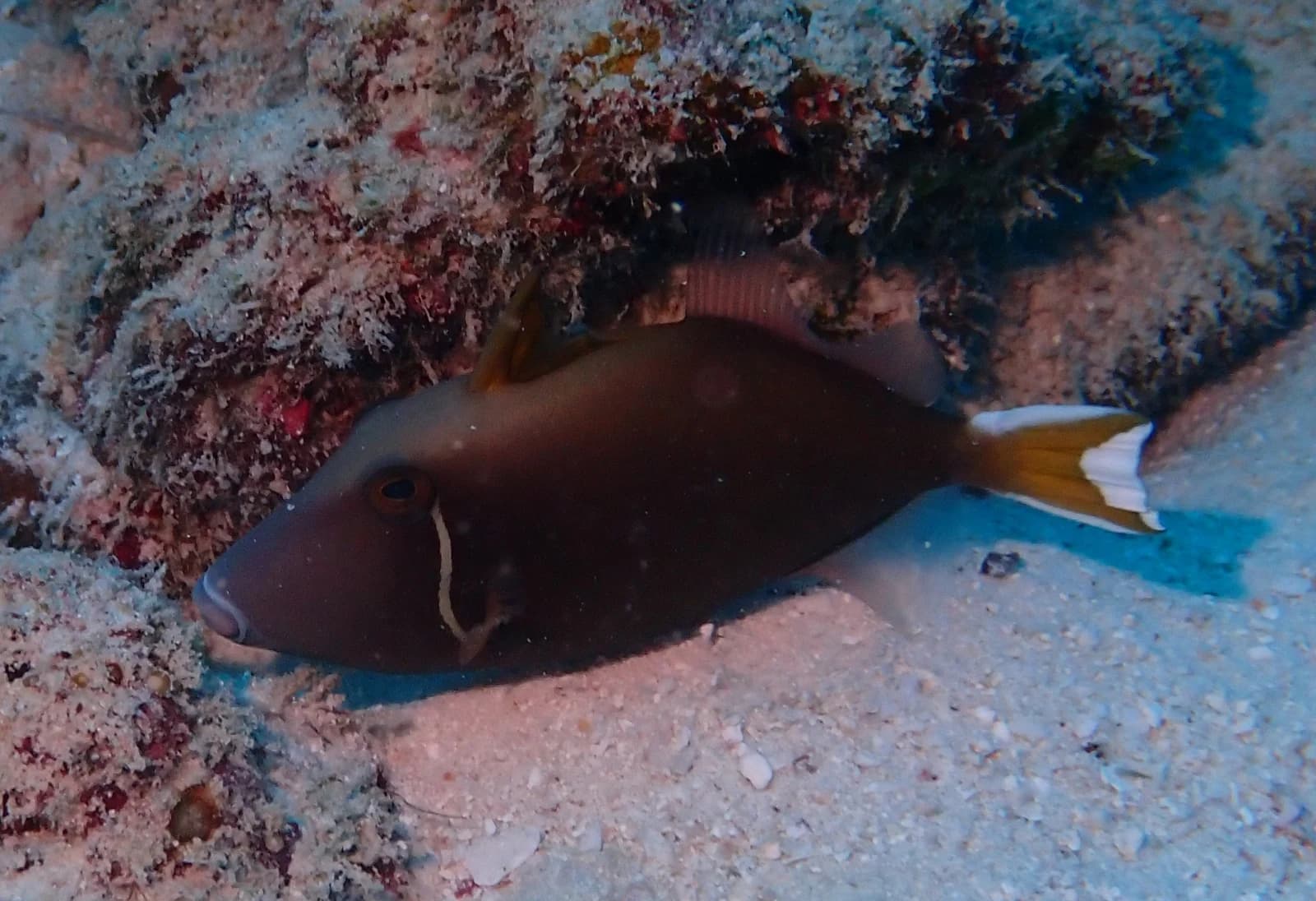 Flagtail triggerfish