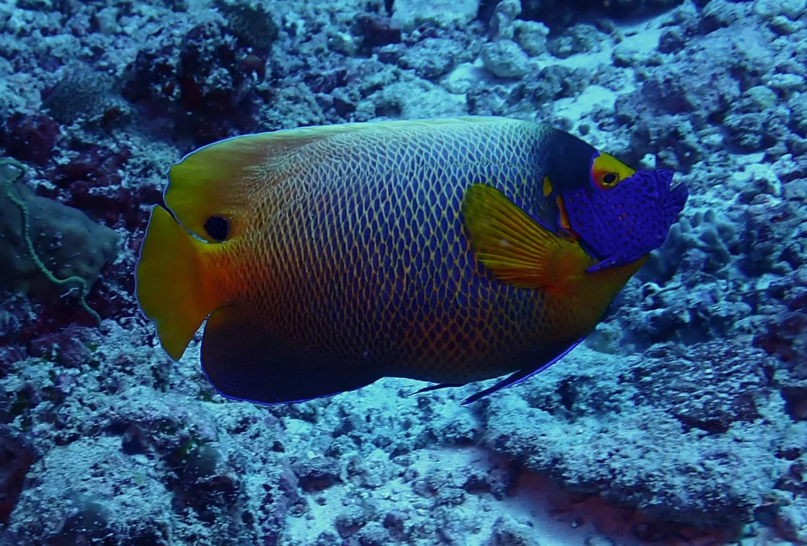 Blue faced angelfish