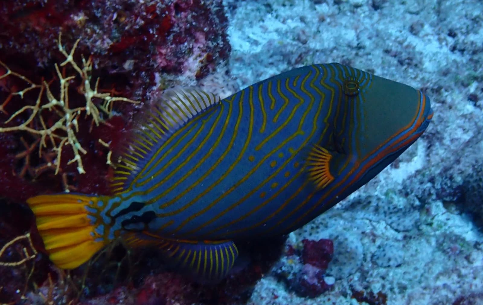 Orange striped triggerfish