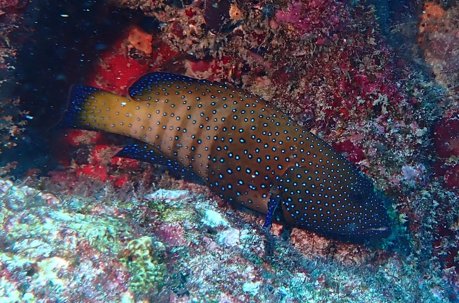 Peacock hind