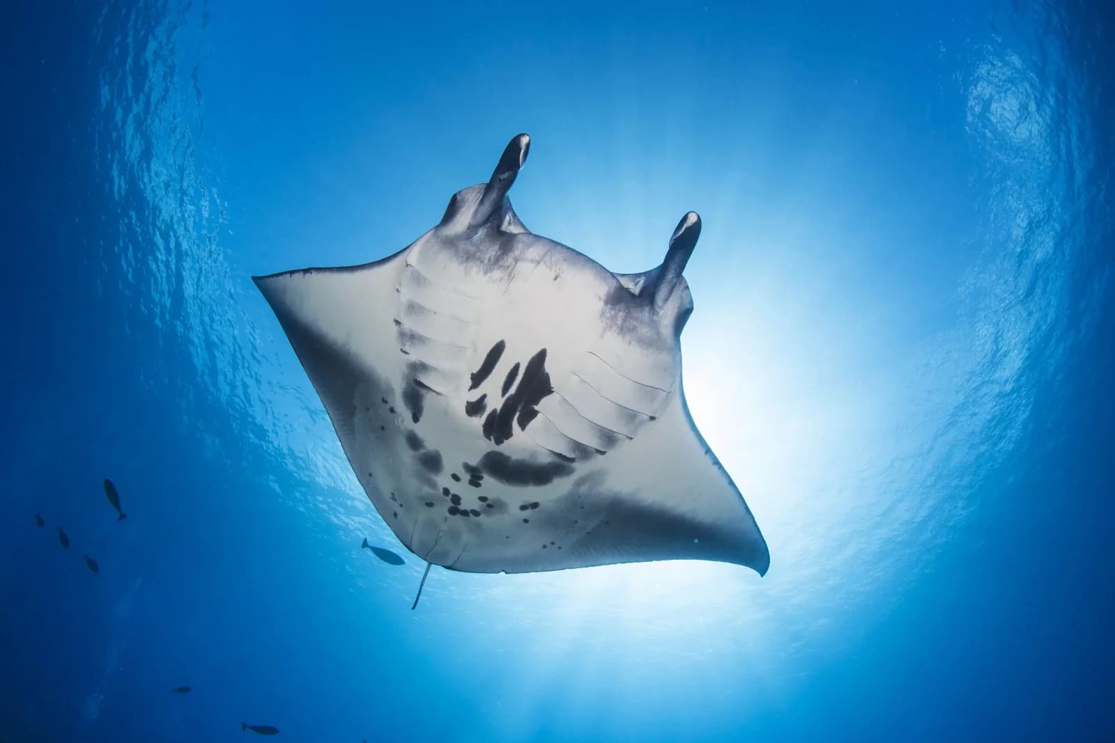 Reef Manta Ray