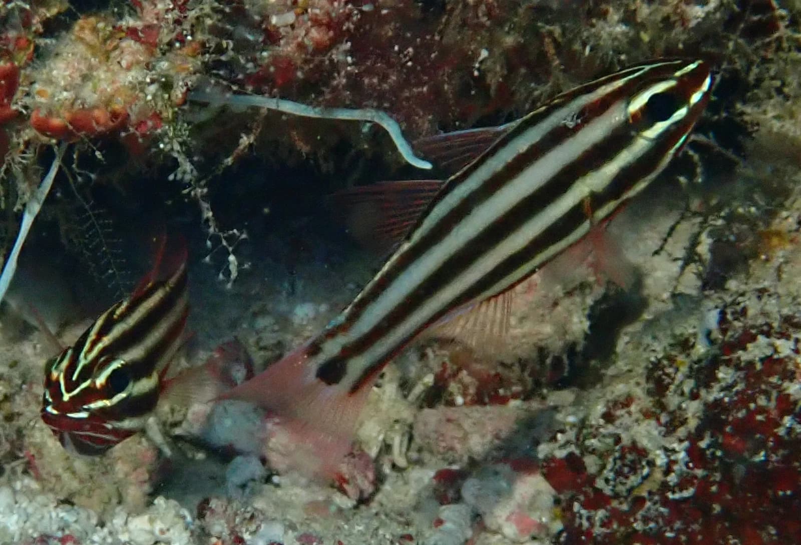 Black striped cardinal fish