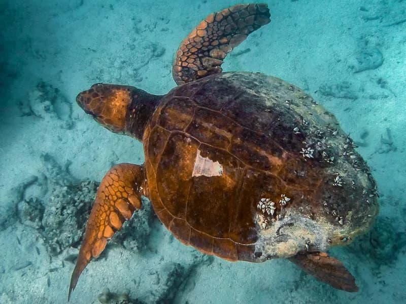 Loggerhead turtle
