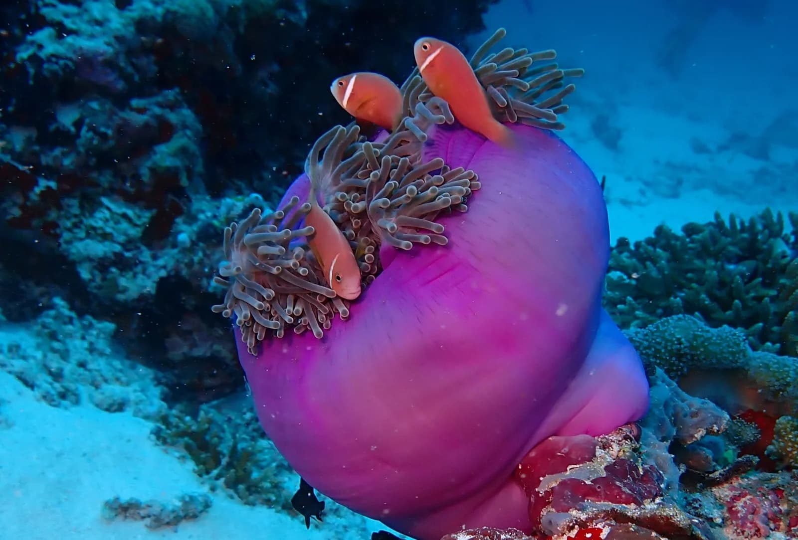 Maldive anemonefish