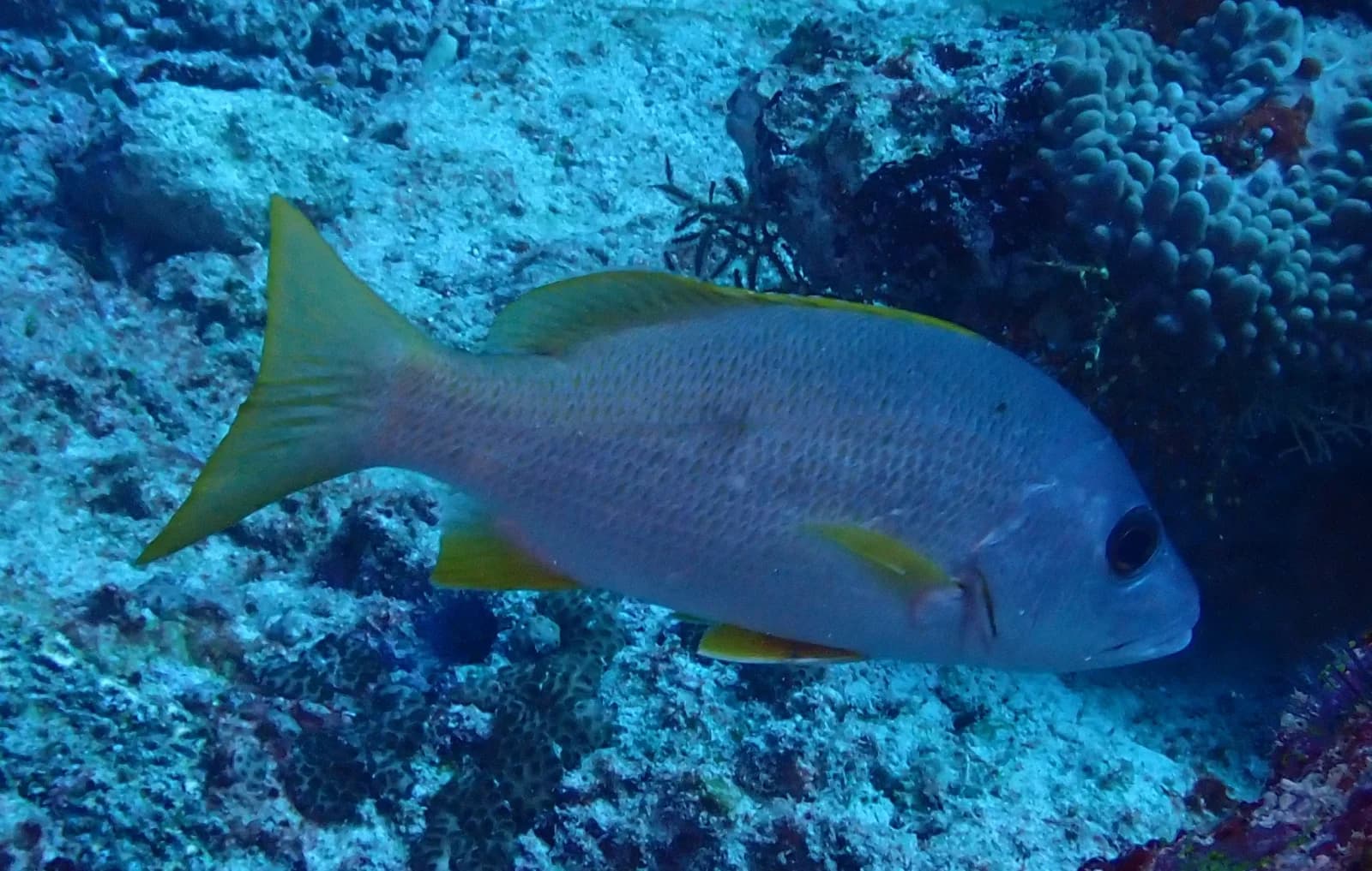 One-spot snapper