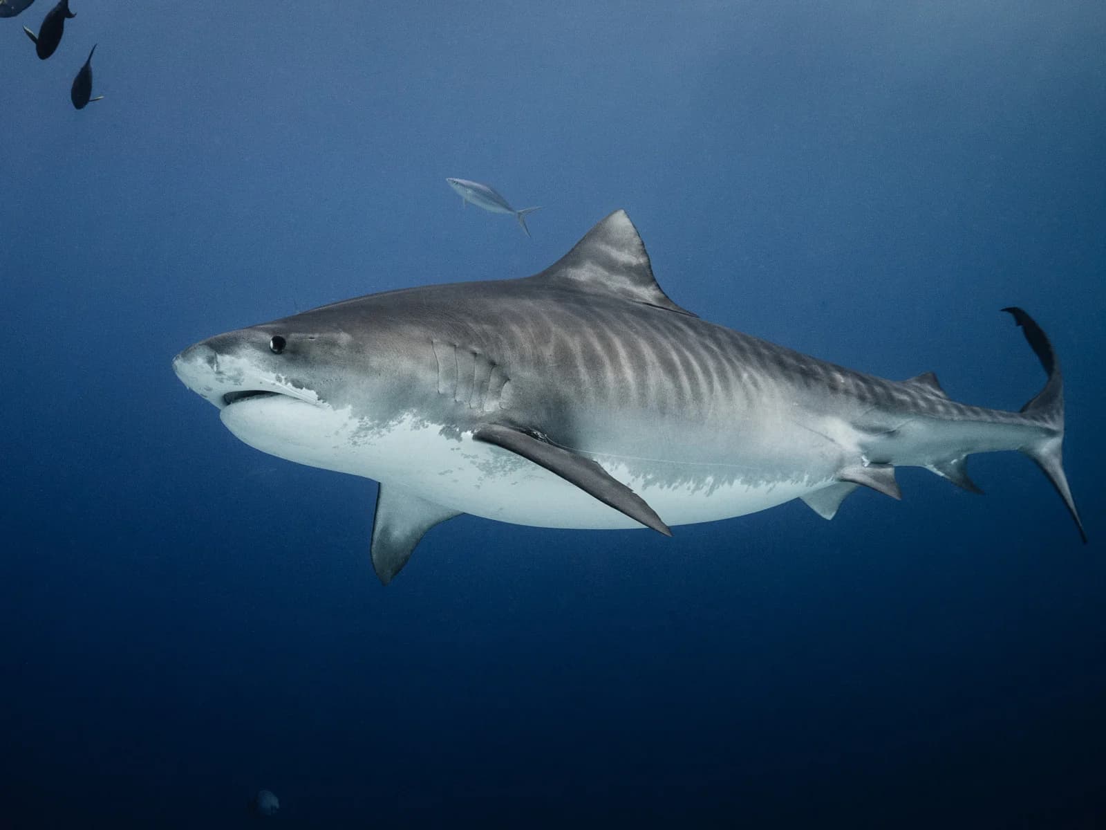 Tiger shark