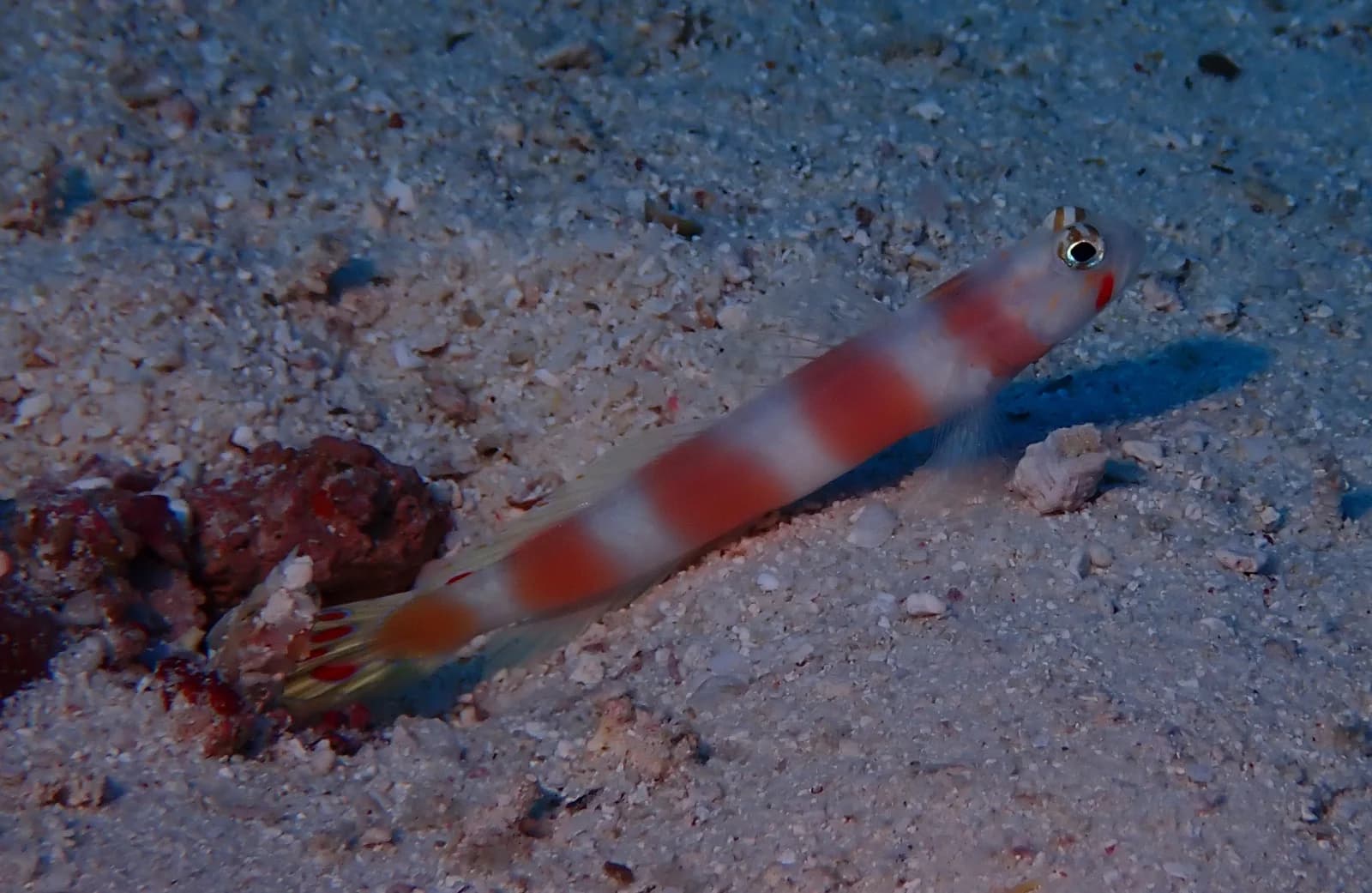 Pinkbar goby