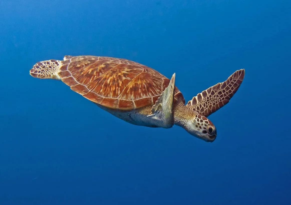 Olive Ridley Turtle