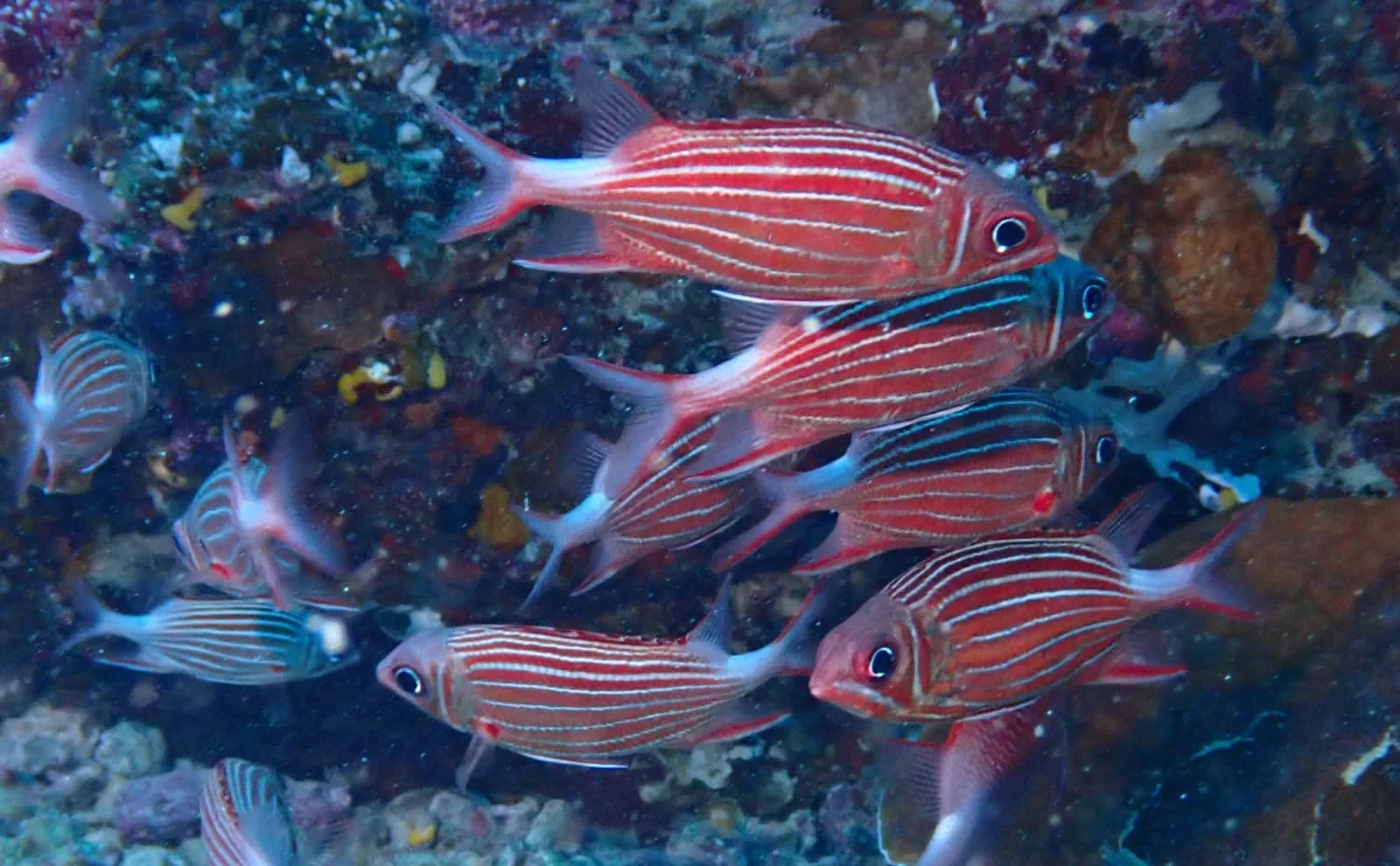 Crown squirrelfish