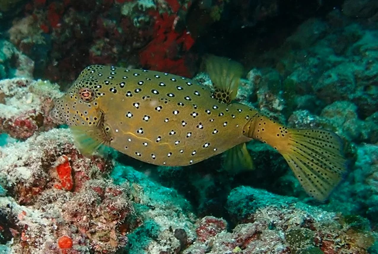 Yellow boxfish