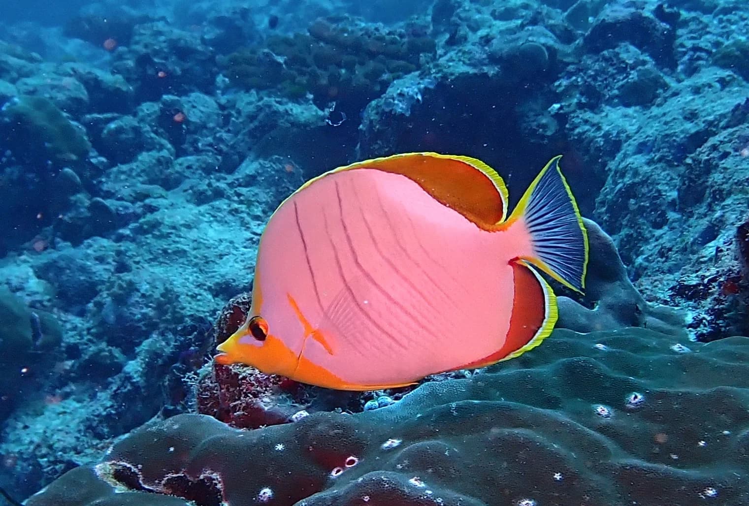 Yellow head butterflyfish
