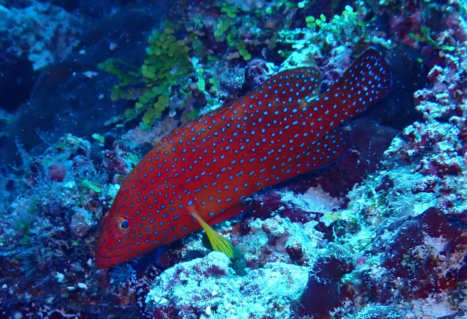 Coral hind, Vermilion seabass