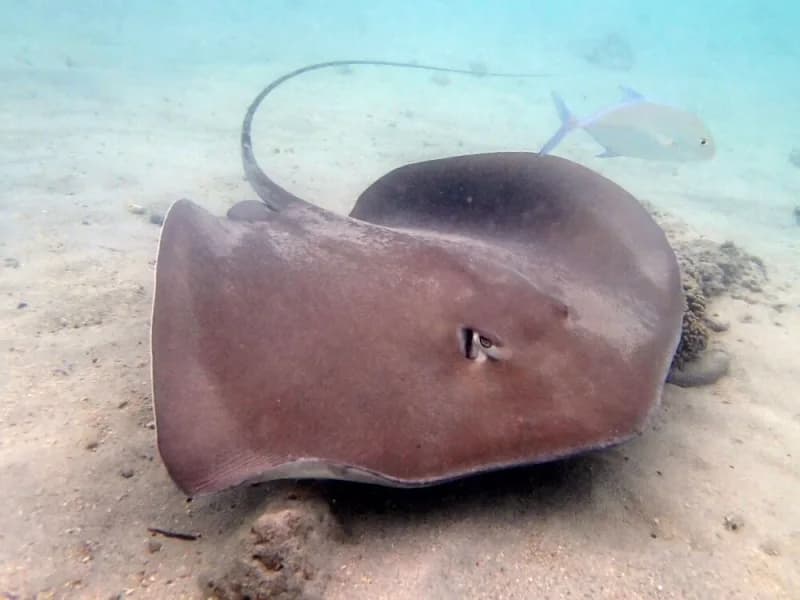Jenkins Whip Ray