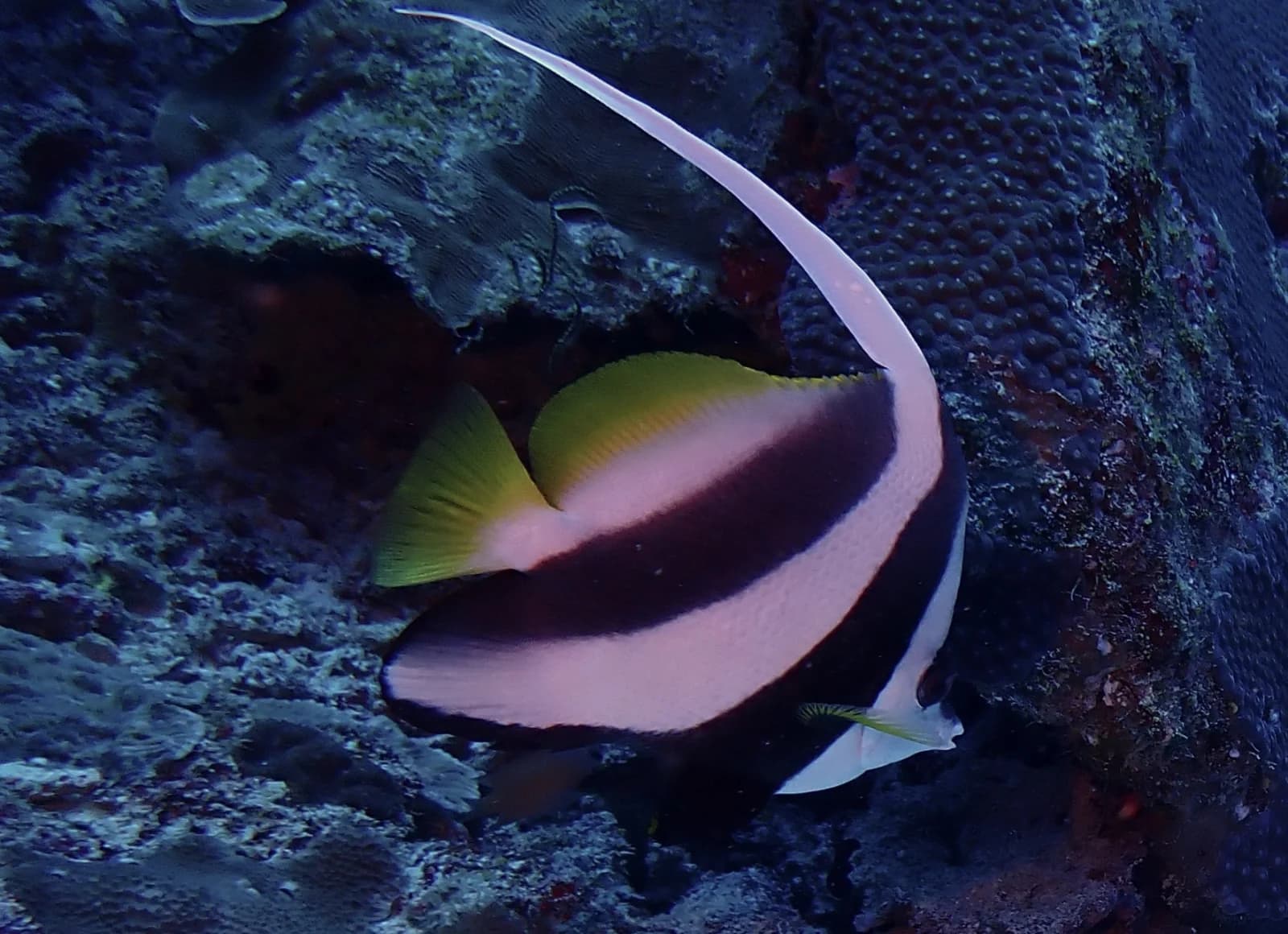 Long-fin bannerfish